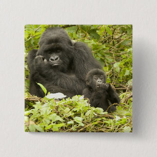 Badge Carré 5 Cm Gorille des montagnes, Gorilla beringei (anciennem