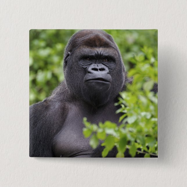 Badge Carré 5 Cm Gorille des plaines à dos argenté, Gorilla gorilla (Devant)