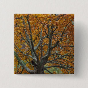 Badge Carré 5 Cm Grand érablière en automne, lac Bass, près de