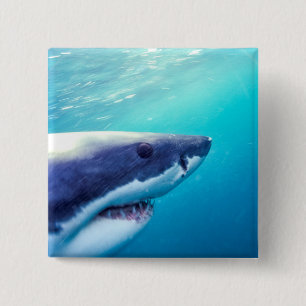 Badge Carré 5 Cm Grand requin blanc   Afrique du Sud