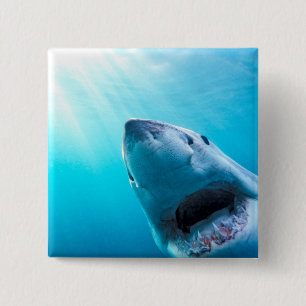 Badge Carré 5 Cm Grand requin blanc   Afrique du Sud