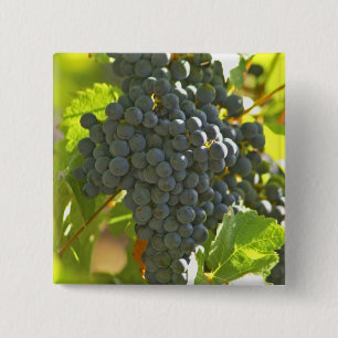 Badge Carré 5 Cm grappe de Cabernet Sauvignon dans le Château