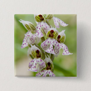 Badge Carré 5 Cm Grèce, Crète. Orchidée en fleurs Orchis