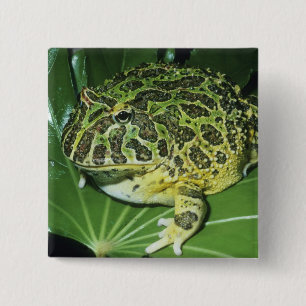 Badge Carré 5 Cm Grenouille à cornes ornées, (Ceratophrys ornata),
