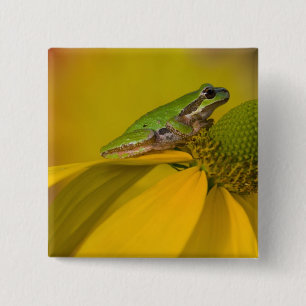Badge Carré 5 Cm Grenouille arboricole du Pacifique sur des fleurs