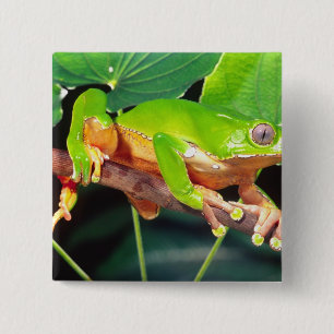 Badge Carré 5 Cm Grenouille arboricole singe bicolore, Phyllomedusa