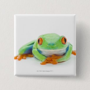 Badge Carré 5 Cm Grenouille des arbres rouges (Agalychnis Callidrya