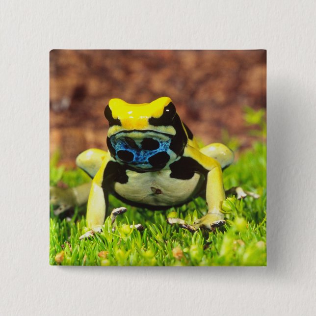 Badge Carré 5 Cm Grenouille empoisonnée, Dendrobates tinctorius, (Devant)