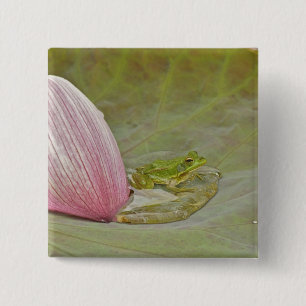Badge Carré 5 Cm Grenouille et pétale de fleur de lotus, Chine,