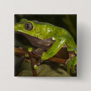 Badge Carré 5 Cm Grenouille feuille géante (Phyllomedusa bicolor) 3