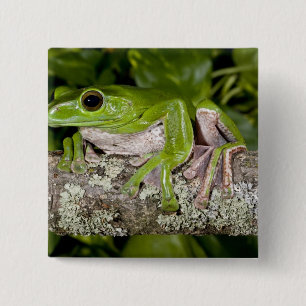 Badge Carré 5 Cm Grenouille géante glissante, Polypedates dennysi s