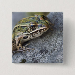 Badge Carré 5 Cm grenouille léopard du Nord, île de la voie maritim
