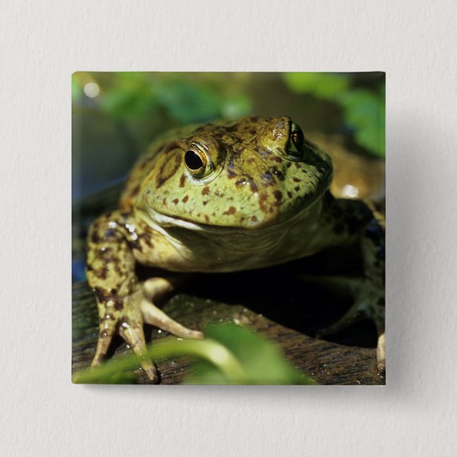 Badge Carré 5 Cm Grenouille taureau. (Devant)