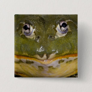 Badge Carré 5 Cm Grenouille-taureau, Pyxicephalus