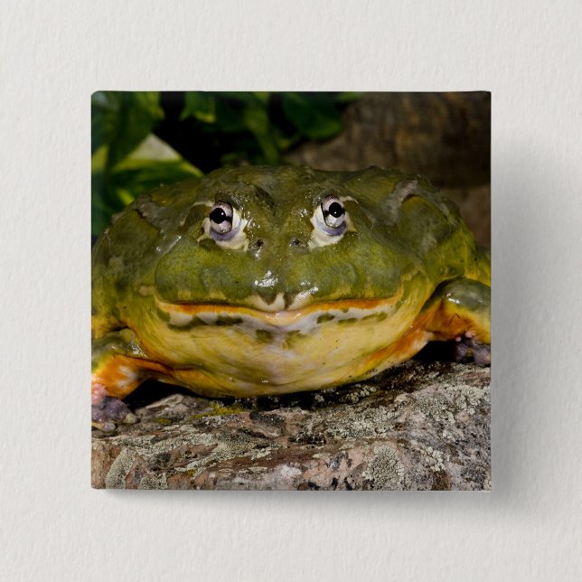 Badge Carré 5 Cm Grenouille-taureau, Pyxicephalus (Devant)