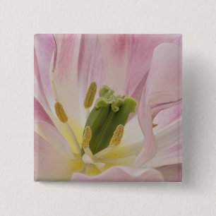 Badge Carré 5 Cm Gros plan de tulipe, Jardins de Keukenhof, Lisse,