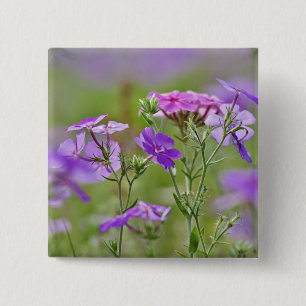 Badge Carré 5 Cm Gros plan sur Phlox de Drummond, Phlox drummondi, 