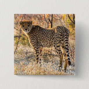 Badge Carré 5 Cm Guépard regardant autour