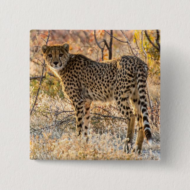 Badge Carré 5 Cm Guépard regardant autour (Devant)