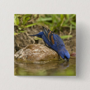 Badge Carré 5 Cm Guiraca bleu buvant à l'étang de la cour arrière,