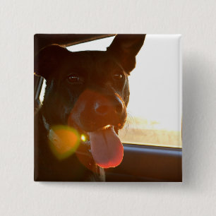 Badge Carré 5 Cm HAMbWG - Bouton - Chien voyageant en voiture