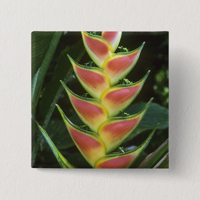 Badge Carré 5 Cm Heliconias, Heliconia walkeriana), La Selva (Devant)