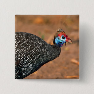 Badge Carré 5 Cm Helmeted Guinea Fowl (Numida meleagris). Afrique,
