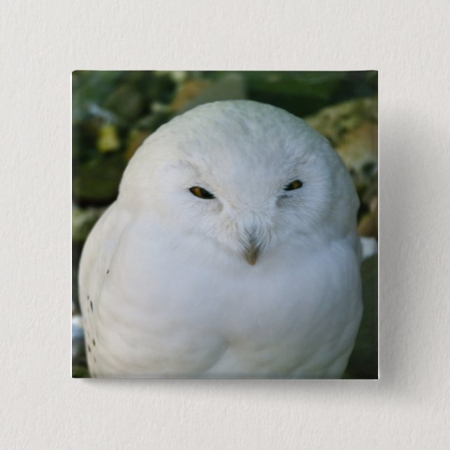 Badge Carré 5 Cm Hibou des neiges (Devant)