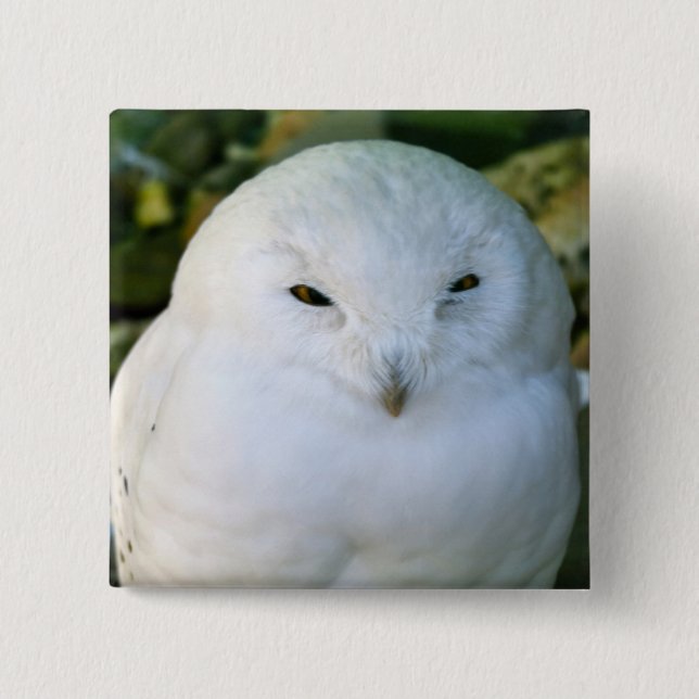 Badge Carré 5 Cm Hibou des neiges (Devant)