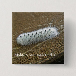 Badge Carré 5 Cm Hickory Tussock Moth (Lophocampa caryae) Articles