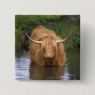 Badge Carré 5 Cm Highland Cattle