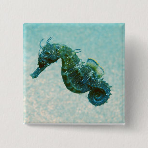 Badge Carré 5 Cm Hippocampe Court-Foui Crimée, Russie