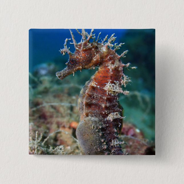 Badge Carré 5 Cm Hippocampe Ramulosus de l'hippocampe | (Devant)