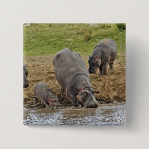 Badge Carré 5 Cm Hippopotame, Hippopotamus amphibius, Serengeti