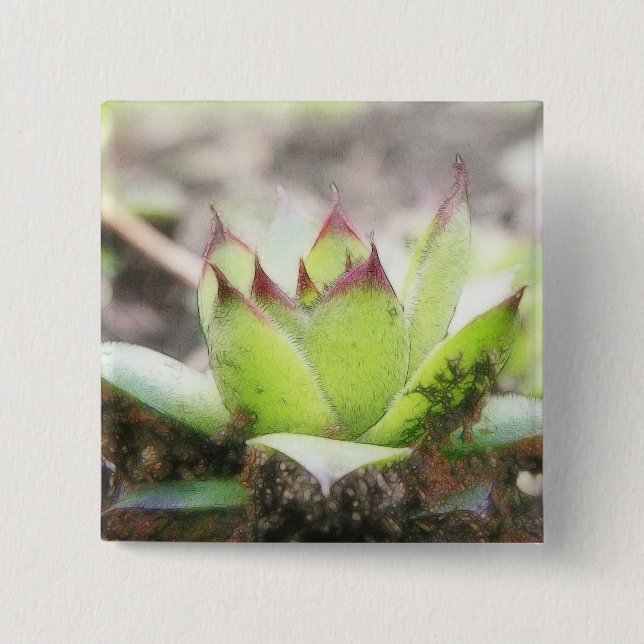 Badge Carré 5 Cm Houseleek - Sempervivum (Devant)