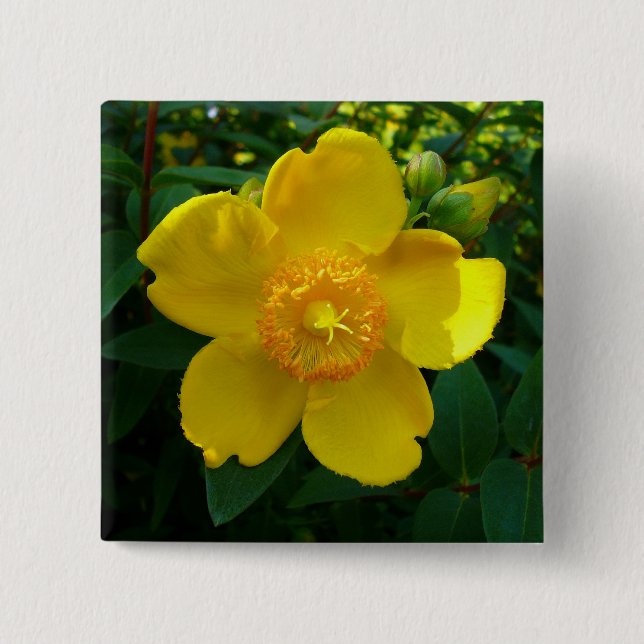 Badge Carré 5 Cm Hypericum Hidcote (Saint-Jean) (Devant)