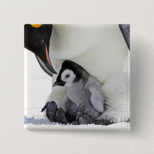 Badge Carré 5 Cm Île de colline de neige du pingouin d'empereur  
