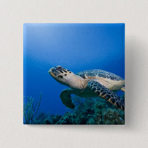Badge Carré 5 Cm Îles Caïmans, Little Cayman Island, Sous l'eau 2