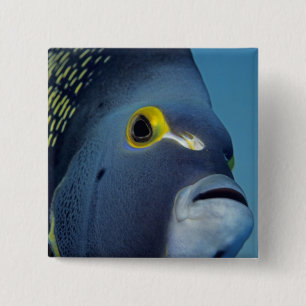 Badge Carré 5 Cm Îles Caïmans, Poisson ange français Pomacanthus