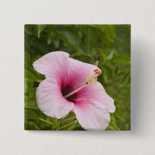Badge Carré 5 Cm Îles Cook, Atiu. Fleur d'hibiscus.