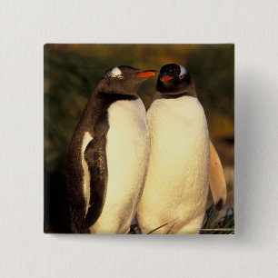Badge Carré 5 Cm Îles Falkland. Manchots papous. (Pyroscelis