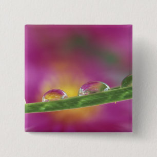 Badge Carré 5 Cm Image d'asters formés dans des gouttelettes d'eau