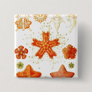 Badge Carré 5 Cm Image naturaliste vintage de Starfish (Asteroidea)