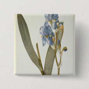 Badge Carré 5 Cm Iris Pallida, de "Les Liliacees", 1812