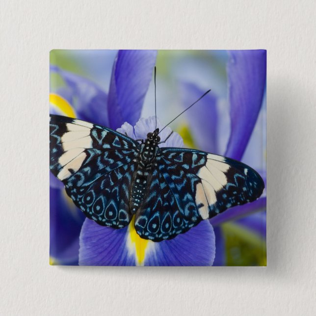 Badge Carré 5 Cm Iris Pourpre Papillon Tropical (Devant)