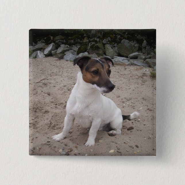 Badge Carré 5 Cm Jack Russell klein Hund (Devant)