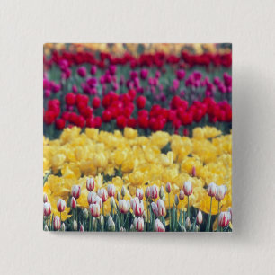 Badge Carré 5 Cm Jardin de tulipes dans la vallée de Skagit,