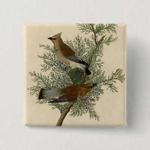 Badge Carré 5 Cm Jaseur cèdre d'Audubon