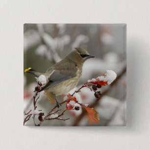 Badge Carré 5 Cm Jaseur d'Amérique adulte sur aubépine avec neige