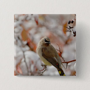 Badge Carré 5 Cm Jaseur d'Amérique adulte sur aubépine avec neige,